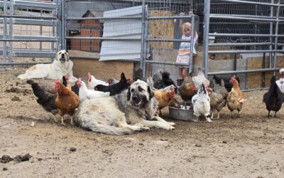 Guardian Dogs @ Kool Kids Ranch